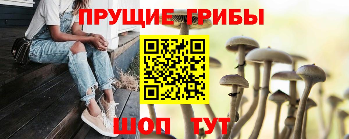 Псилоцибиновые грибы мицелий Глазов